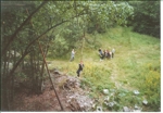 Tábor Borovícko 2001(foto by vichni)